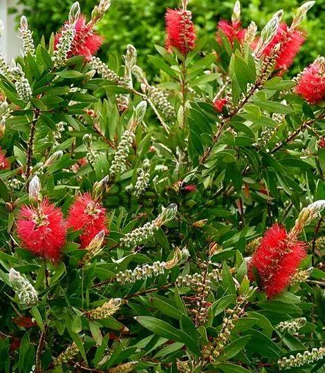 Callistemon Laevis
